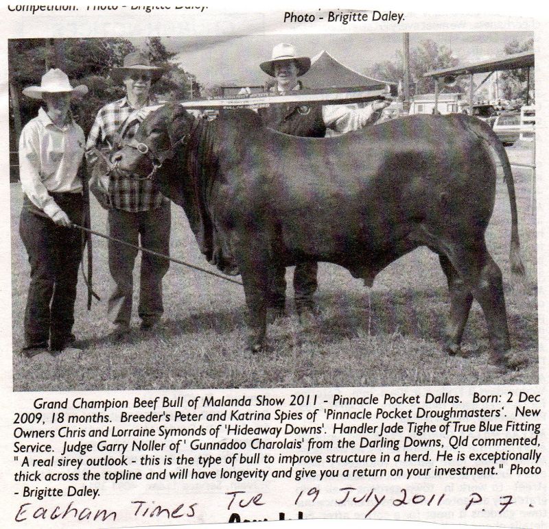 Grand Champion Beef Bull of Malanda Show 2011